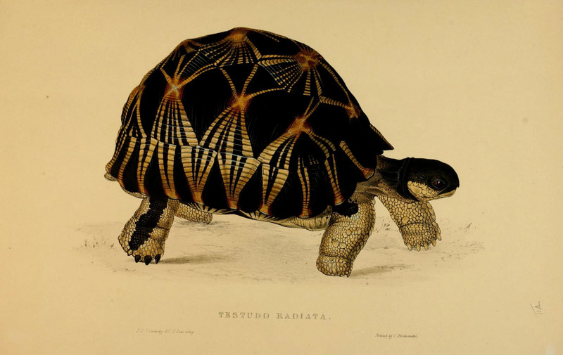 radiated tortoise (Astrochelys radiata); DISPLAY FULL IMAGE.
