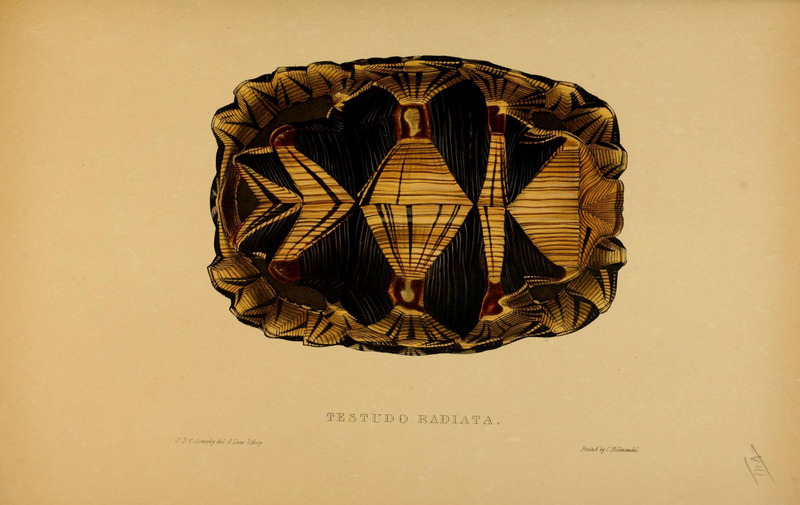 radiated tortoise (Astrochelys radiata); DISPLAY FULL IMAGE.