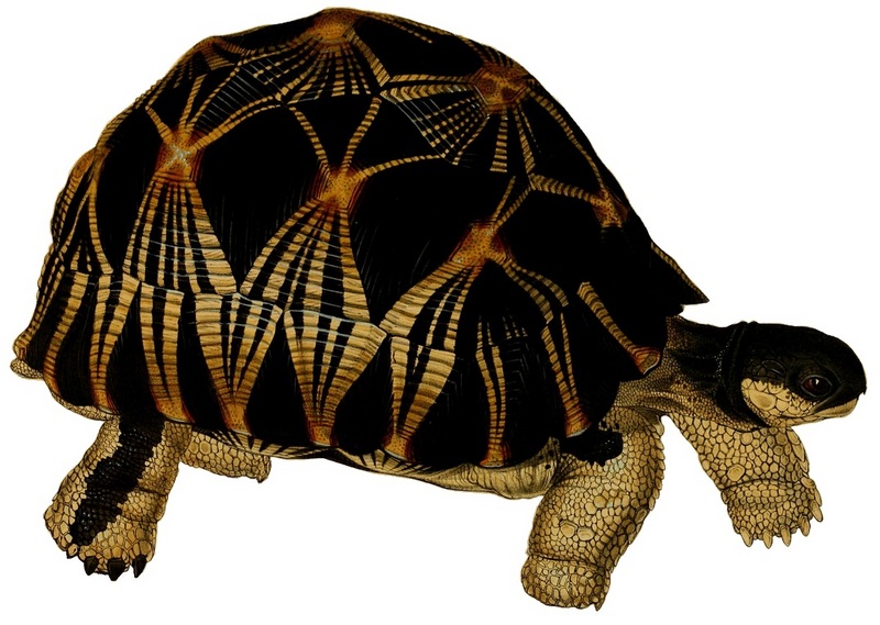 radiated tortoise (Astrochelys radiata); DISPLAY FULL IMAGE.