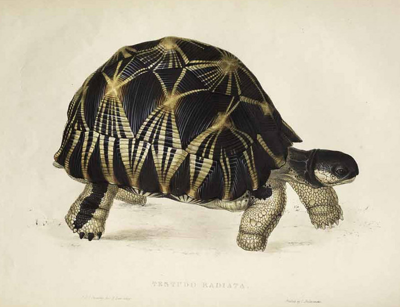 radiated tortoise (Astrochelys radiata); DISPLAY FULL IMAGE.
