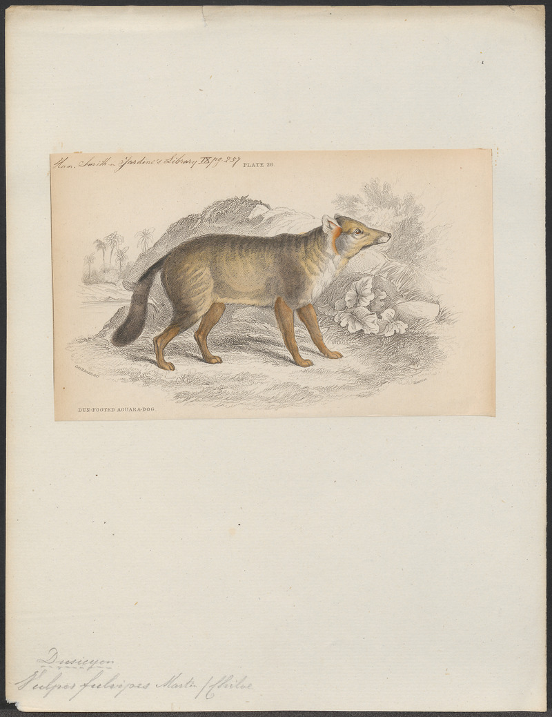 Darwin's fox, Darwin's Zorro (Lycalopex fulvipes); DISPLAY FULL IMAGE.