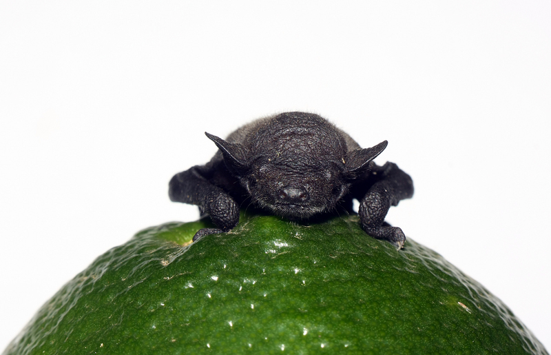 lesser short-nosed fruit bat (Cynopterus brachyotis); DISPLAY FULL IMAGE.