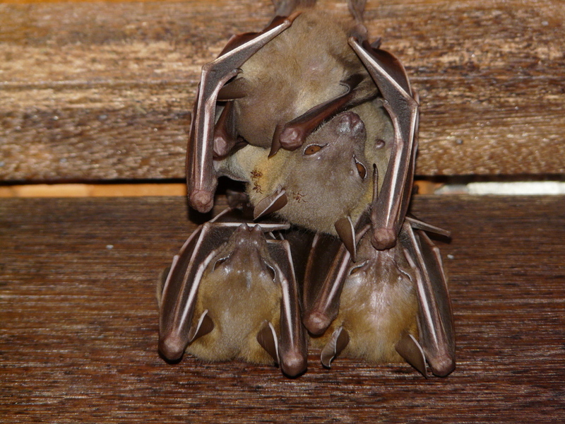 lesser short-nosed fruit bat (Cynopterus brachyotis); DISPLAY FULL IMAGE.