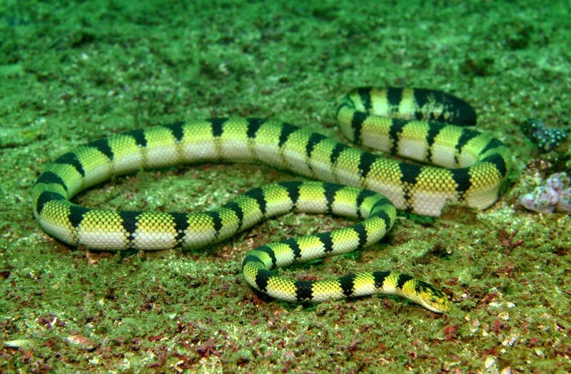 yellow sea snake (Hydrophis spiralis); DISPLAY FULL IMAGE.