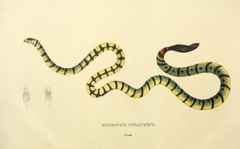 yellow sea snake (Hydrophis spiralis); DISPLAY FULL IMAGE.