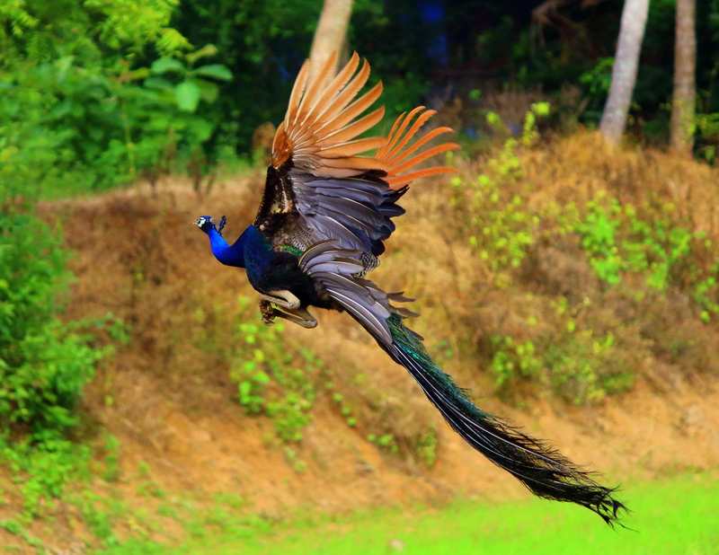 Indian peacock - blue peafowl (Pavo cristatus); DISPLAY FULL IMAGE.