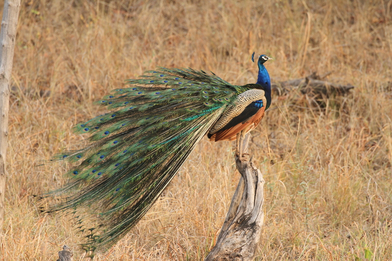 Indian peacock - blue peafowl (Pavo cristatus); DISPLAY FULL IMAGE.