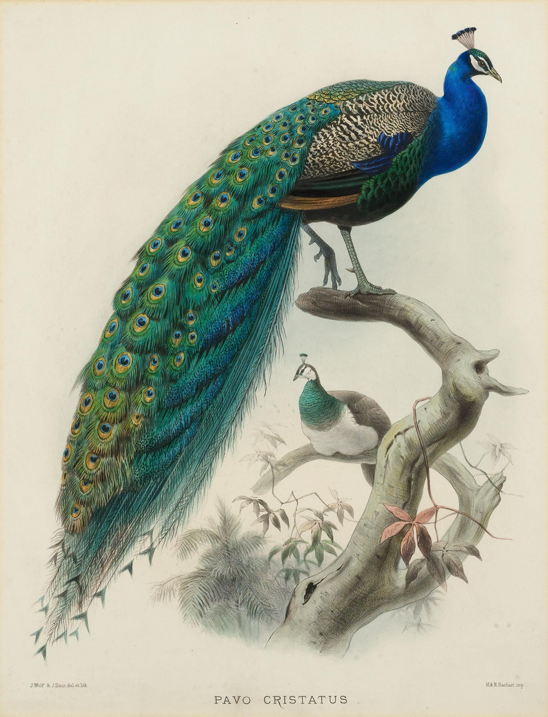 Indian peafowl, blue peafowl (Pavo cristatus); DISPLAY FULL IMAGE.