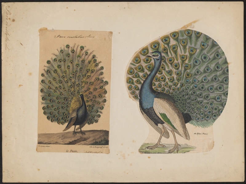 Indian peafowl, blue peafowl (Pavo cristatus); DISPLAY FULL IMAGE.