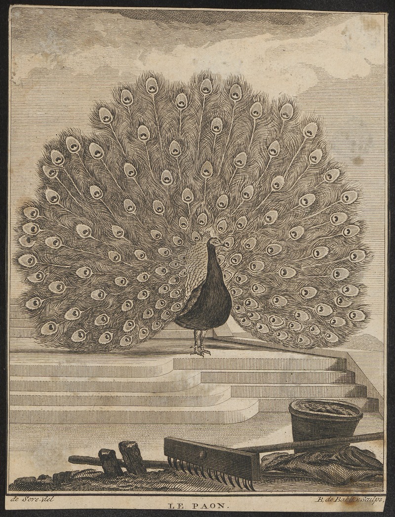 Indian peafowl, blue peafowl (Pavo cristatus); DISPLAY FULL IMAGE.