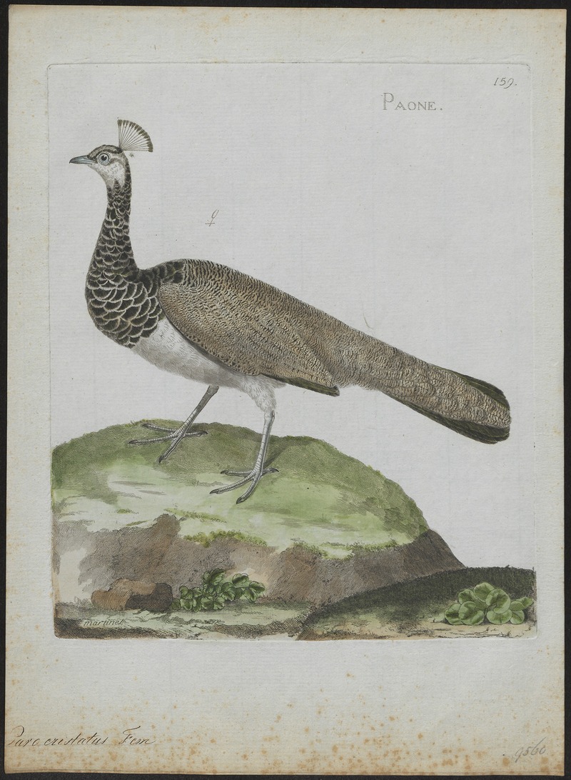 Indian peahen - blue peafowl (Pavo cristatus); DISPLAY FULL IMAGE.