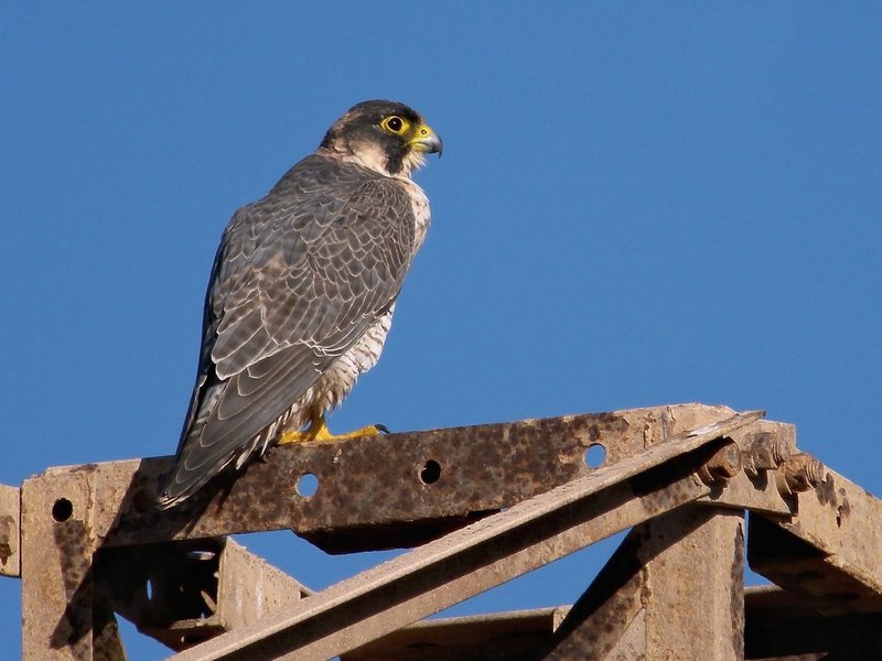 Barbary falcon (Falco pelegrinoides); DISPLAY FULL IMAGE.