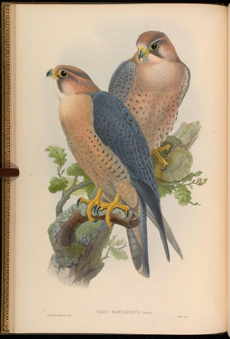 Barbary falcon (Falco pelegrinoides); DISPLAY FULL IMAGE.