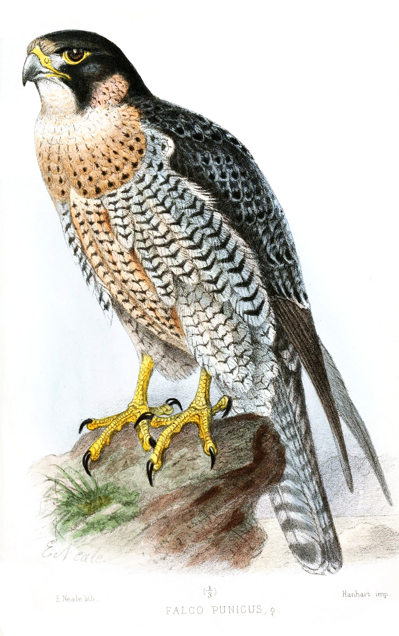 Barbary falcon (Falco pelegrinoides); DISPLAY FULL IMAGE.