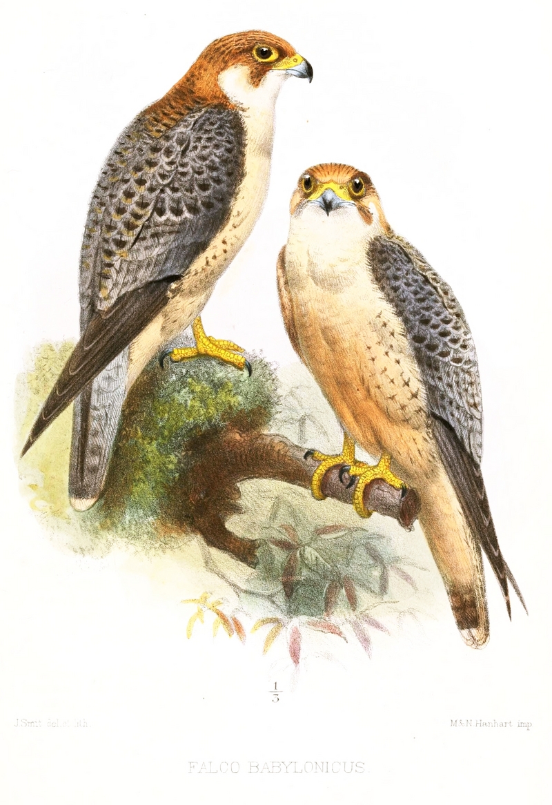 Barbary falcon (Falco pelegrinoides); DISPLAY FULL IMAGE.