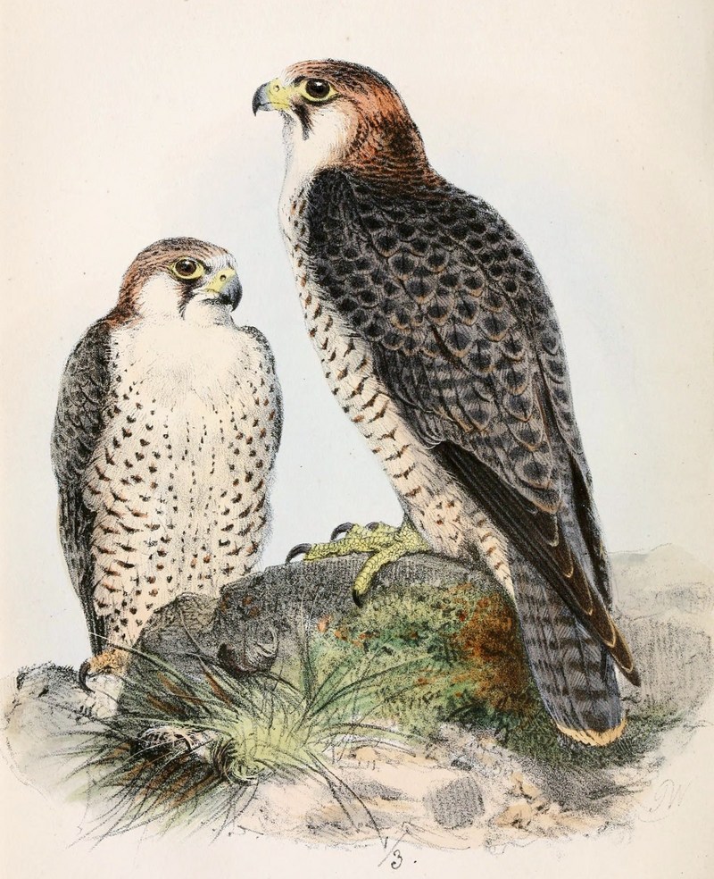 Barbary falcon (Falco pelegrinoides); DISPLAY FULL IMAGE.