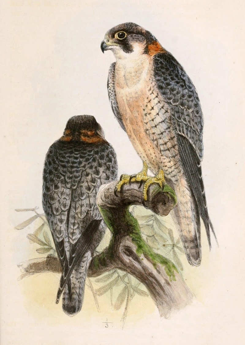 Barbary falcon (Falco pelegrinoides); DISPLAY FULL IMAGE.
