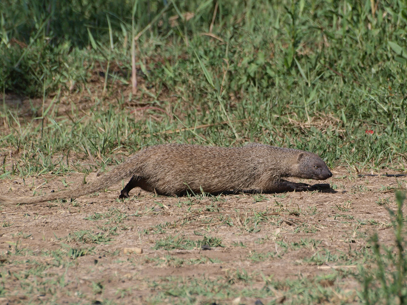 Egyptian mongoose (Herpestes ichneumon); DISPLAY FULL IMAGE.