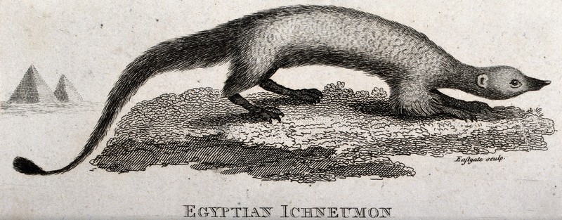 Egyptian mongoose (Herpestes ichneumon); DISPLAY FULL IMAGE.