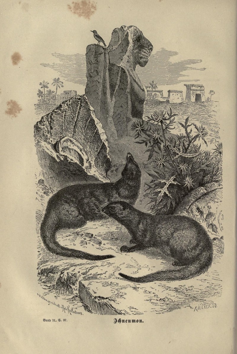 Egyptian mongoose (Herpestes ichneumon); DISPLAY FULL IMAGE.