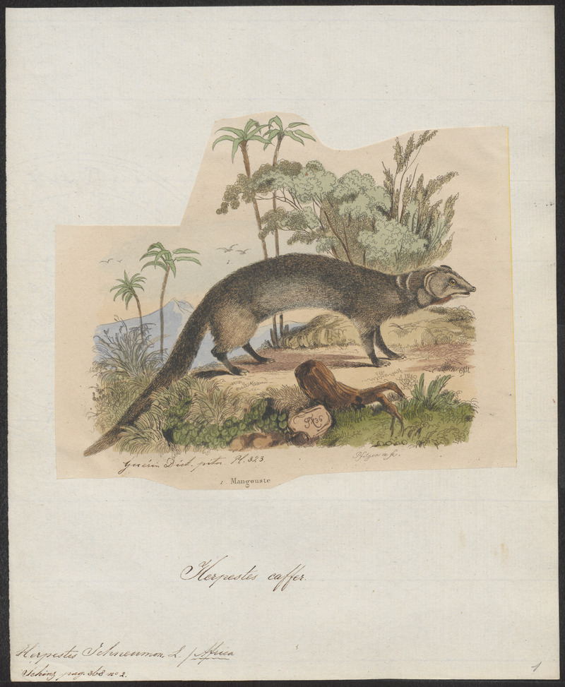 Egyptian mongoose (Herpestes ichneumon); DISPLAY FULL IMAGE.