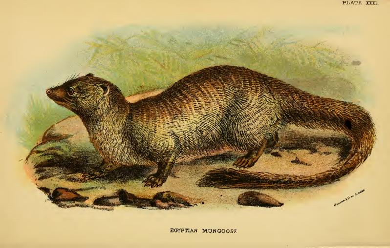 Egyptian mongoose (Herpestes ichneumon); DISPLAY FULL IMAGE.