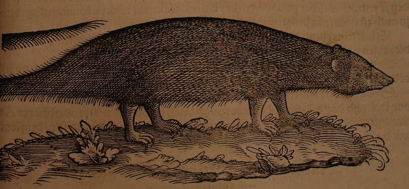 Egyptian mongoose (Herpestes ichneumon); DISPLAY FULL IMAGE.
