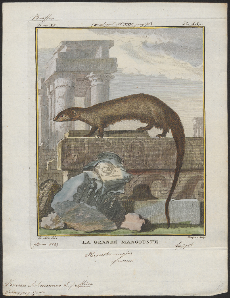 Egyptian mongoose (Herpestes ichneumon); DISPLAY FULL IMAGE.