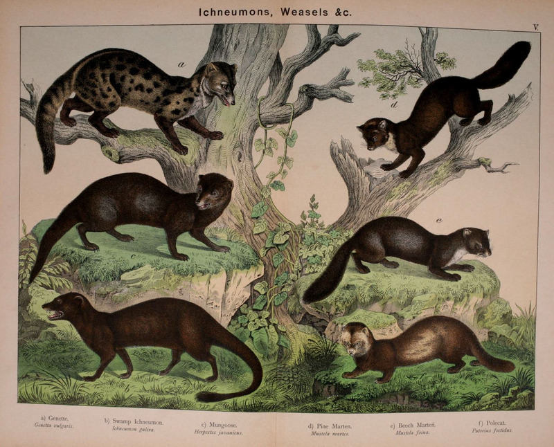 common genet (Genetta genetta), fossa (Cryptoprocta ferox), small Asian mongoose (Herpestes javanicus), European pine marten (Martes martes), beech marten (Martes foina), European polecat (Mustela putorius); DISPLAY FULL IMAGE.