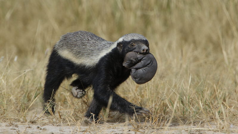 honey badger, ratel (Mellivora capensis); DISPLAY FULL IMAGE.