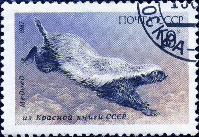 honey badger, ratel (Mellivora capensis); DISPLAY FULL IMAGE.