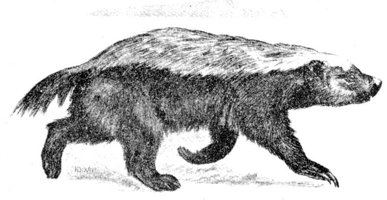 honey badger, ratel (Mellivora capensis); DISPLAY FULL IMAGE.