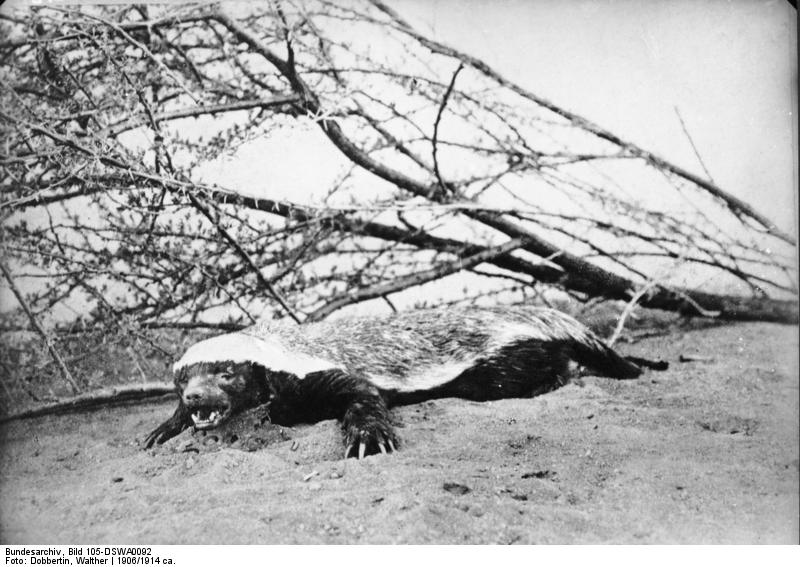 honey badger, ratel (Mellivora capensis); DISPLAY FULL IMAGE.