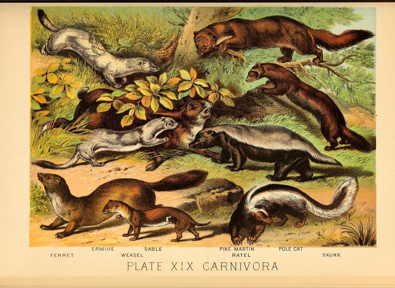 stoat / ermine (Mustela erminea), sable marten (Martes zibellina), European pine marten (Martes martes), European polecat (Mustela putorius), ferret (Mustela putorius furo), least weasel (Mustela nivalis), honey badger (Mellivora capensis), striped skunk (Mephitis mephitis); DISPLAY FULL IMAGE.