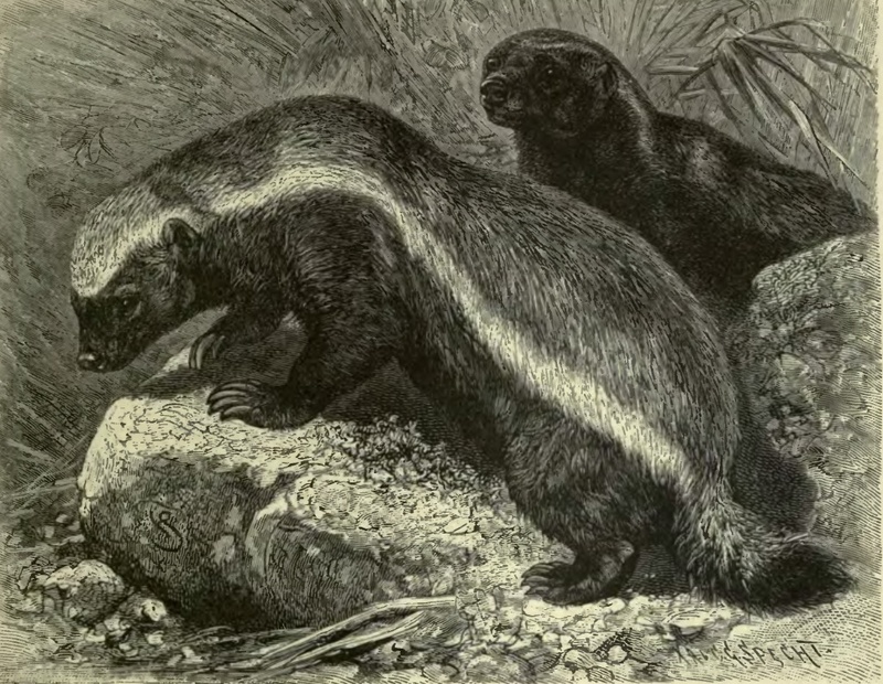 honey badger, ratel (Mellivora capensis); DISPLAY FULL IMAGE.