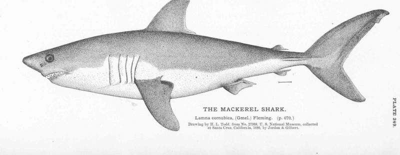 porbeagle shark (Lamna nasus); DISPLAY FULL IMAGE.