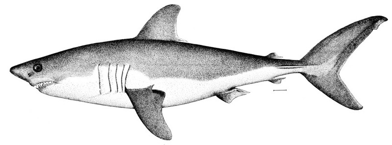 porbeagle shark (Lamna nasus); DISPLAY FULL IMAGE.