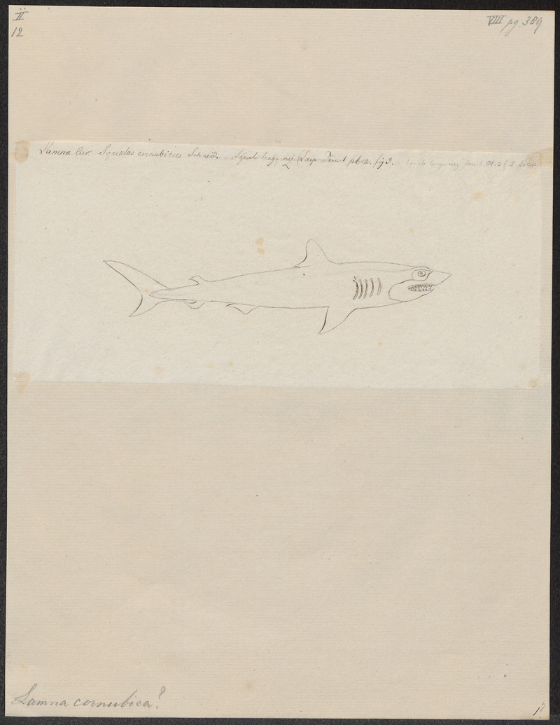 porbeagle shark (Lamna nasus); DISPLAY FULL IMAGE.