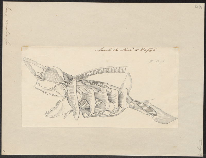 porbeagle shark (Lamna nasus); DISPLAY FULL IMAGE.