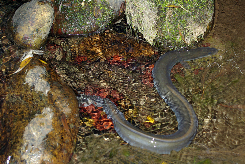 European eel, common eel (Anguilla anguilla); DISPLAY FULL IMAGE.