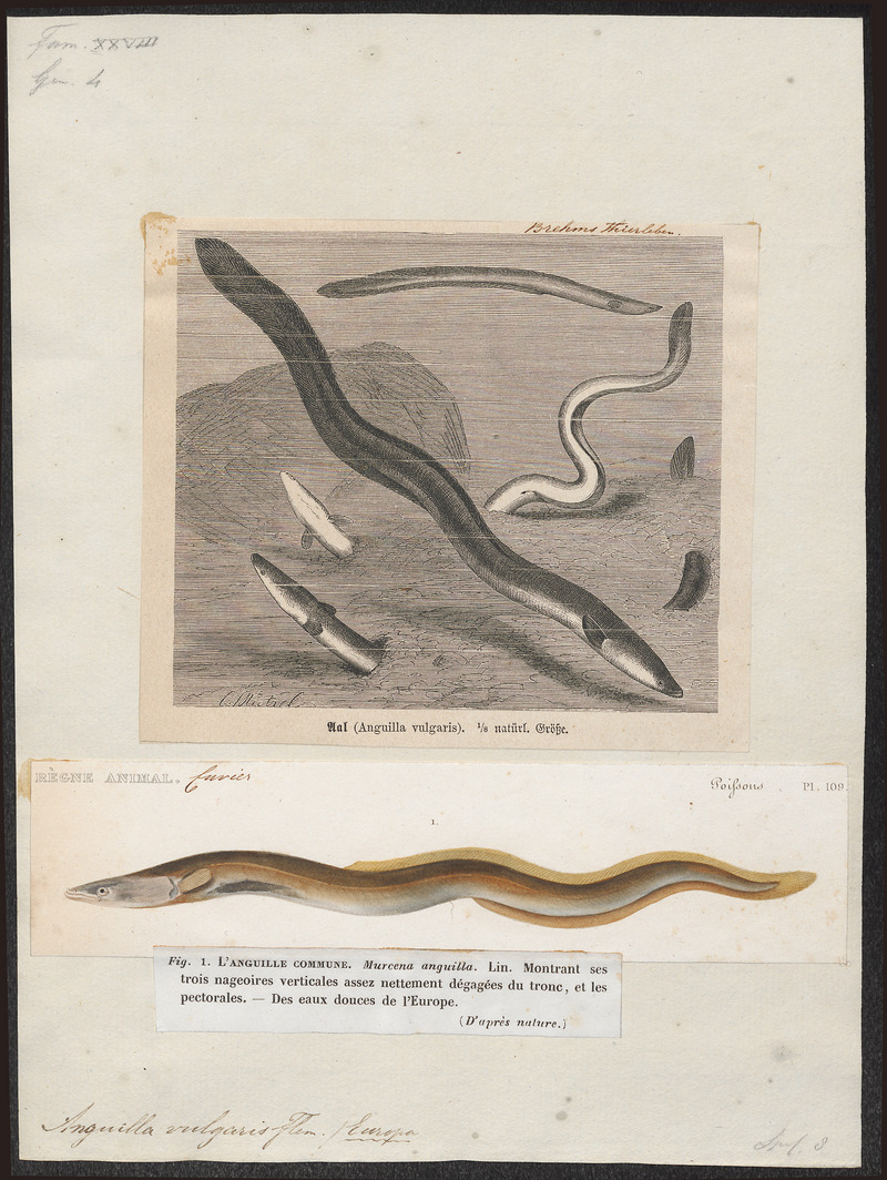 European eel, common eel (Anguilla anguilla); DISPLAY FULL IMAGE.