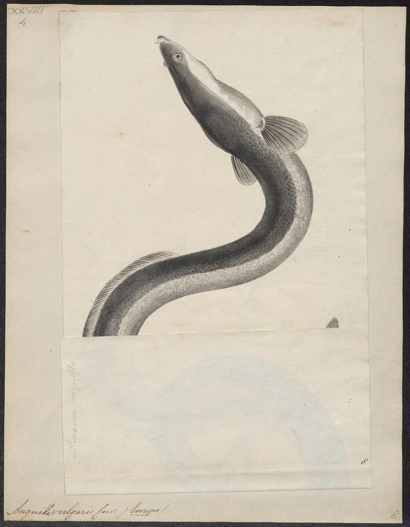European eel, common eel (Anguilla anguilla); DISPLAY FULL IMAGE.