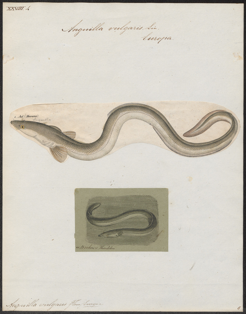 European eel, common eel (Anguilla anguilla); DISPLAY FULL IMAGE.