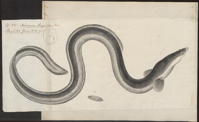European eel, common eel (Anguilla anguilla); DISPLAY FULL IMAGE.