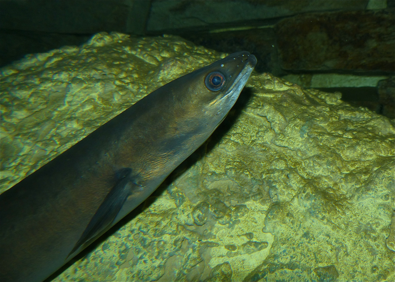 European eel, common eel (Anguilla anguilla); DISPLAY FULL IMAGE.