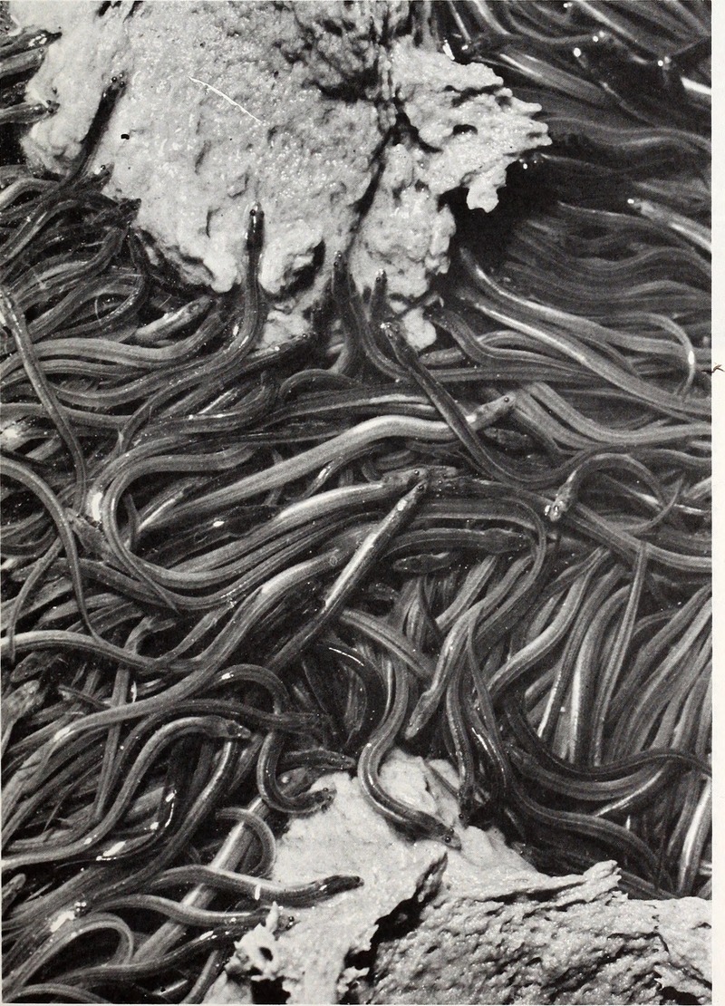 European eel, common eel (Anguilla anguilla); DISPLAY FULL IMAGE.