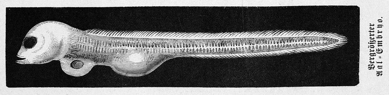 European eel, common eel (Anguilla anguilla); DISPLAY FULL IMAGE.