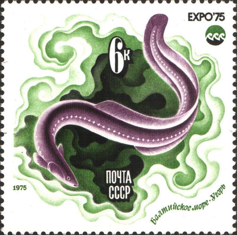 European eel, common eel (Anguilla anguilla); DISPLAY FULL IMAGE.