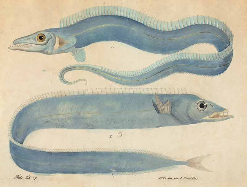 European eel, common eel (Anguilla anguilla); DISPLAY FULL IMAGE.