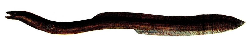 European eel, common eel (Anguilla anguilla); DISPLAY FULL IMAGE.